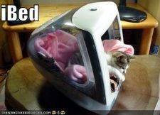 funny-pictures-cat-spleeps-in-imac.jpg