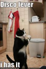 funny-pictures-disco-fever-cat.jpg
