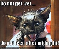 funny-pictures-gremlin-cat-screams.jpg