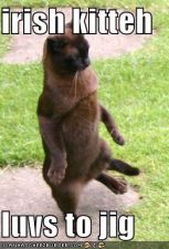 funny-pictures-irish-jig-cat.jpg
