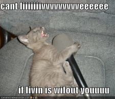 funny-pictures-karaoke-cat.jpg