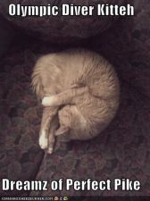 funny-pictures-sleeping-cat-olympic-diver.jpg