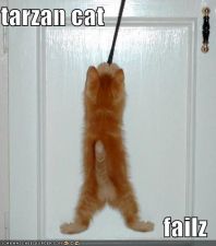 funny-pictures-tarzan-cat.jpg