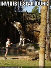 funny-pictures-tiger-invisible-slamdunk.jpg