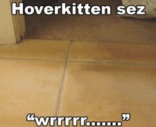 hover-kitten-wrrr.gif