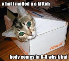kitten_in_a_box_worded-igloo.jpg