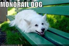 monoraildog128391036351562500.jpg