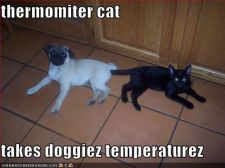thermomitercat128390668860312500.jpg