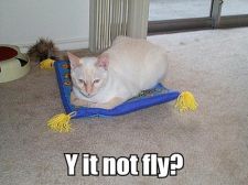 y-it-not-fly2.jpg