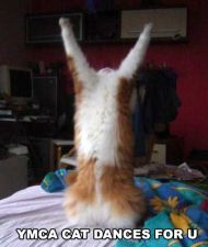 ymcacat.jpg
