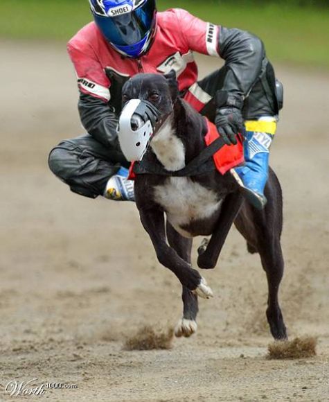 motochien.jpg