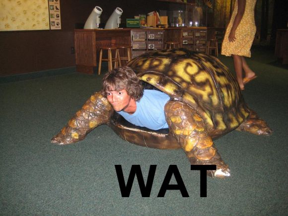 turtle.jpg